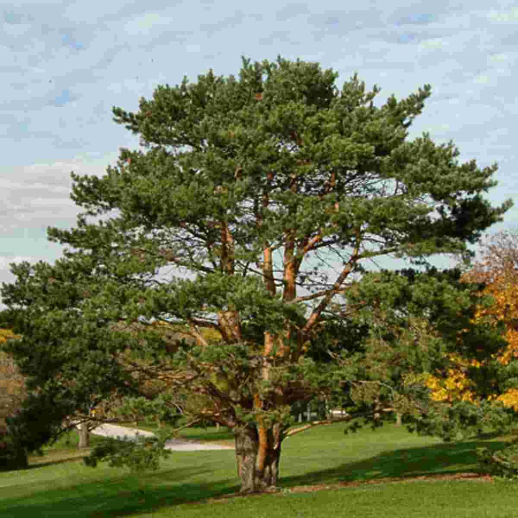 Scotch Pine Breezy Hill Nursery Main